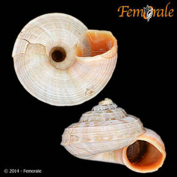 Image of Pomatiidae