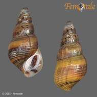 Image of Hemisinidae