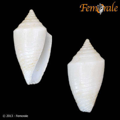 Image of Conasprella Thiele 1929