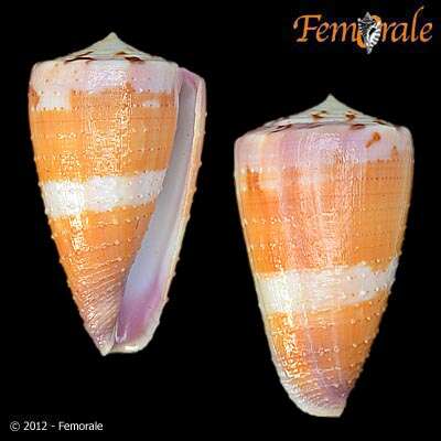 Image of cone snails