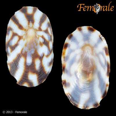 Image of acmaeid sea snails