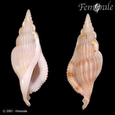 Rostellariidae Gabb 1868 resmi