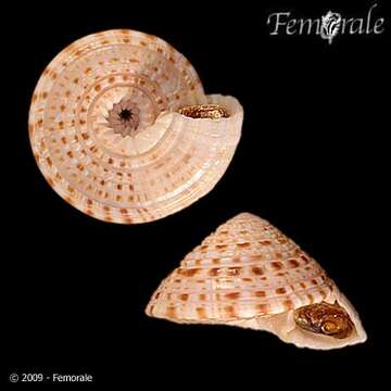 Image de unclassified Gastropoda