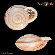 Image of Orthalicidae