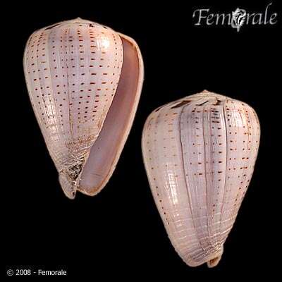 Image de Conus glaucus Linnaeus 1758