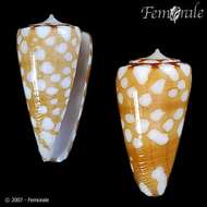 Image of Conus cordigera G. B. Sowerby II 1866