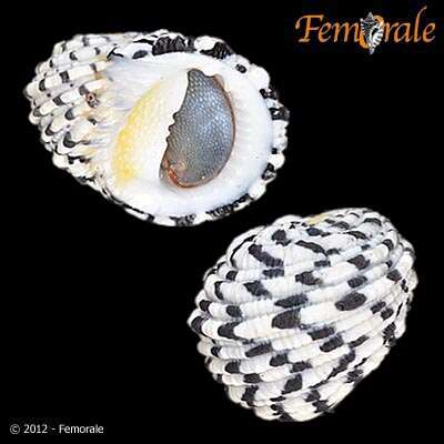 Image of textile nerite