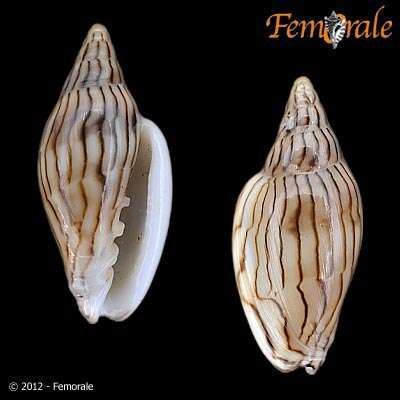 Image of Marginella Lamarck 1799