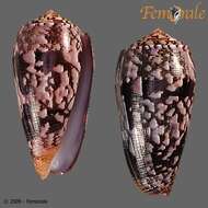 Image of cone snails