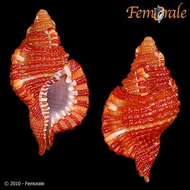 Image of triton shells