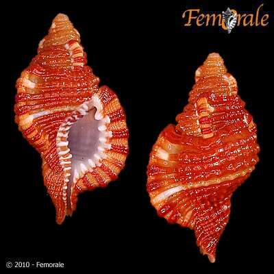 Image of triton shells