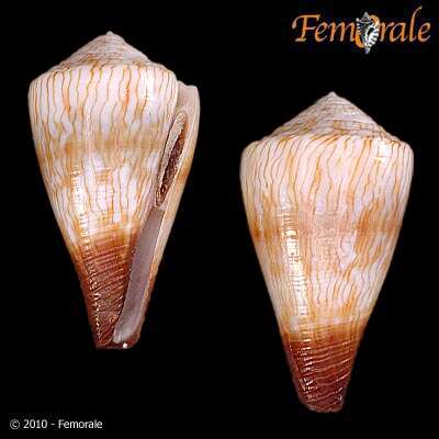 Image of cone snails