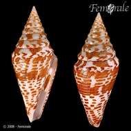 Image of cone snails