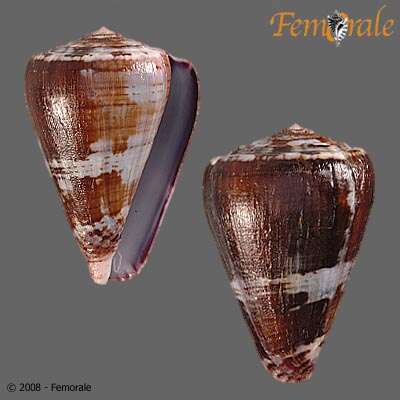 Image de Conus Linnaeus 1758