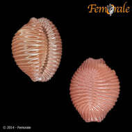 Image of Pseudopusula Fehse & Grego 2014