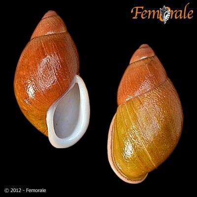 صورة Strophocheilidae