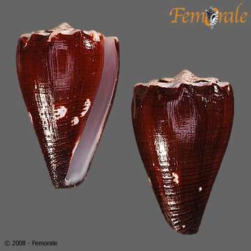 Image of cone snails