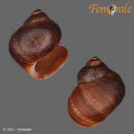 Image of Periwinkle snails