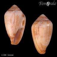 Image of cone snails