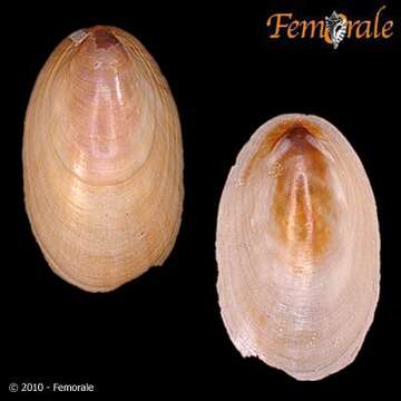 صورة Nacellidae Thiele 1891