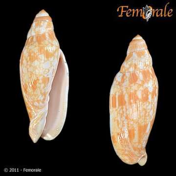 Image of Volutoconus Crosse 1871