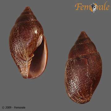 Image of Turbinelloidea Rafinesque 1815