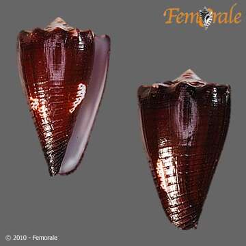 Image of cone snails