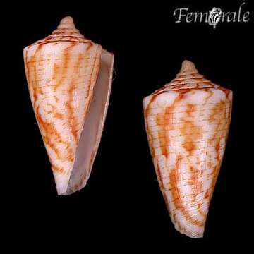 Image of cone snails