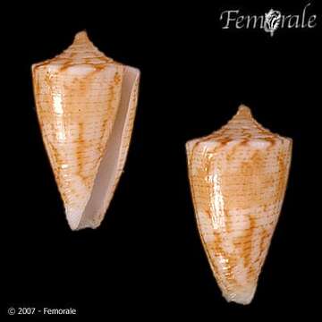 Image of cone snails