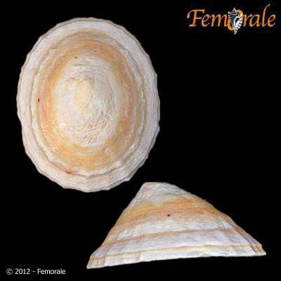 Image of Nacellidae Thiele 1891