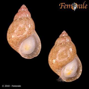 Imagem de Phasianellidae Swainson 1840