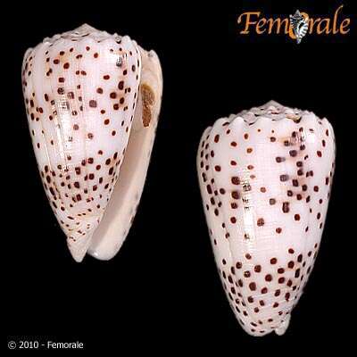 Image of cone snails