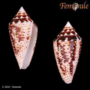 Image of Conasprella Thiele 1929