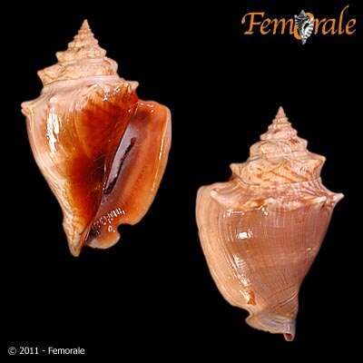 Image of Strombus Linnaeus 1758