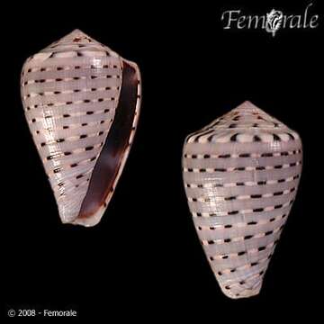 صورة Conus taeniatus Hwass ex Bruguière 1792