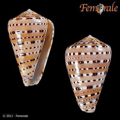 Image of cone snails