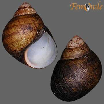 Image of river snails