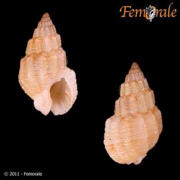 صورة Nassarius nucleolus (Philippi 1846)