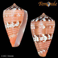 Image of Conus Linnaeus 1758