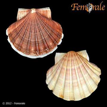 Image of Pecten albicans naganumanus Yokoyama 1920