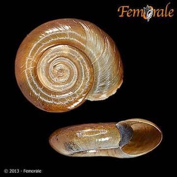 Image of ramshorn snails