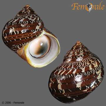 Image of turban snail