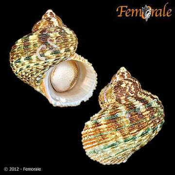 Image of turban snail