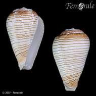 Image of Conus fuscolineatus G. B. Sowerby Iii 1905