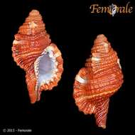 Image of triton shells