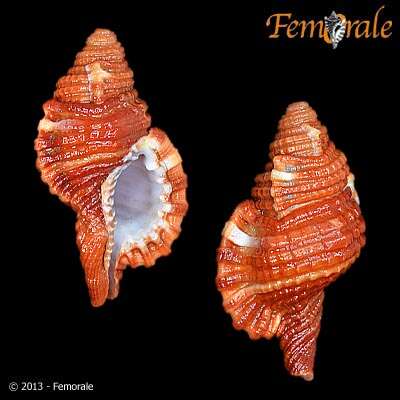 Image of triton shells