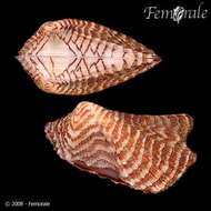 Image of Ark clam