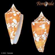 Conus amadis Gmelin 1791的圖片