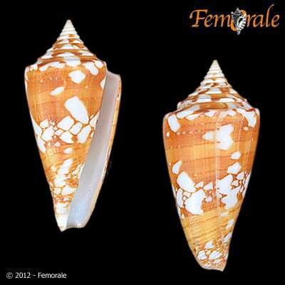 Conus amadis Gmelin 1791的圖片