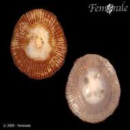 Image of Nacellidae Thiele 1891